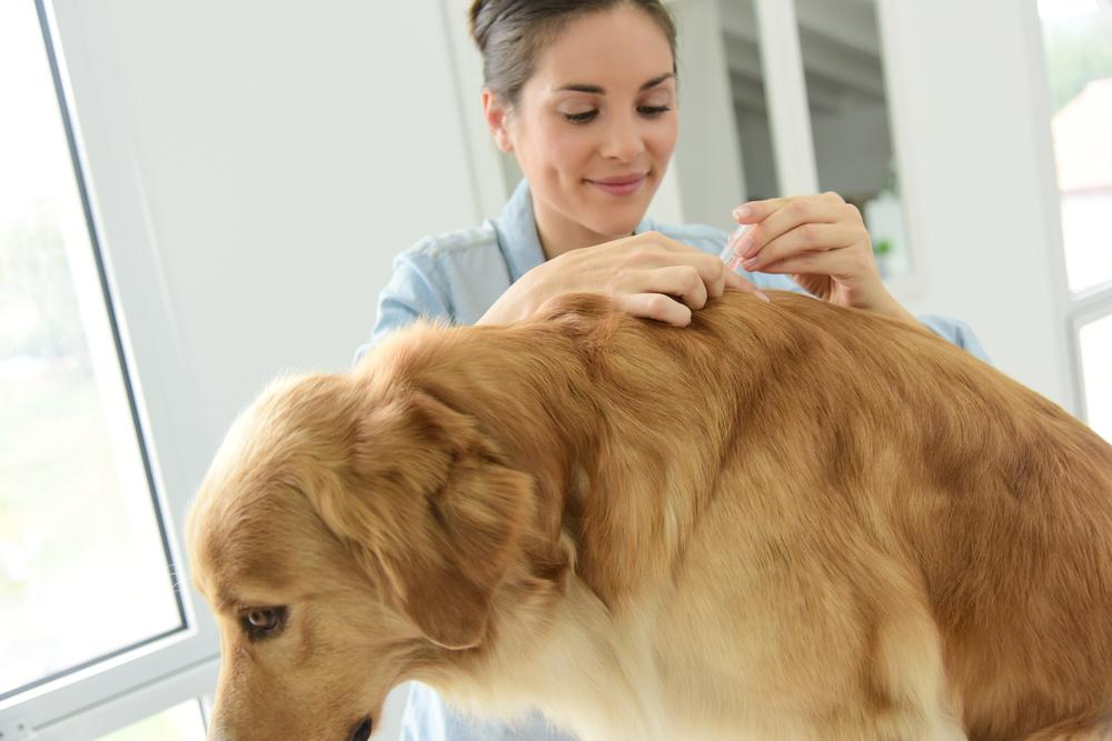 4 Essential Things To Know About Handling Fleas On Dogs