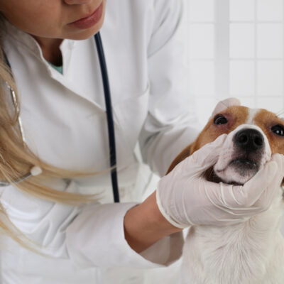 An Overview Of Allergies In Dogs- Causes, Symptoms, And Treatment Options