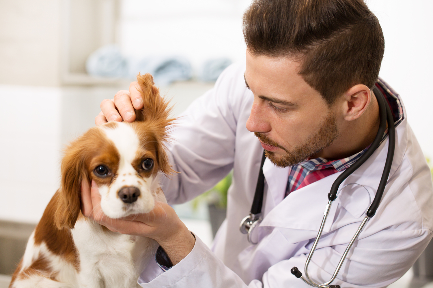 Everything You Need To Know About Allergies In Dogs