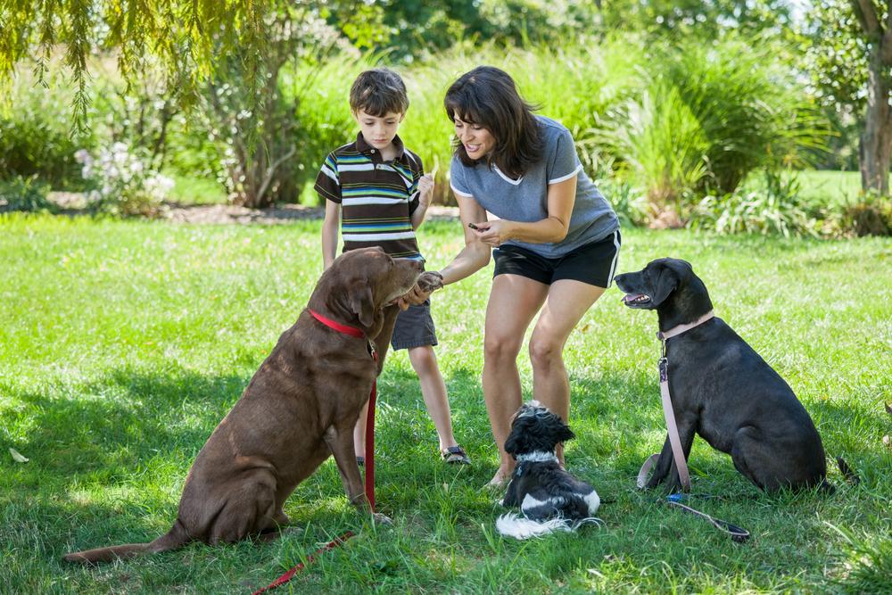 Here&#8217;s Everything You Need To Know About Buying Dog Treats