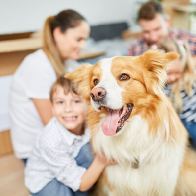 Treating Different Types Of Dog Allergies